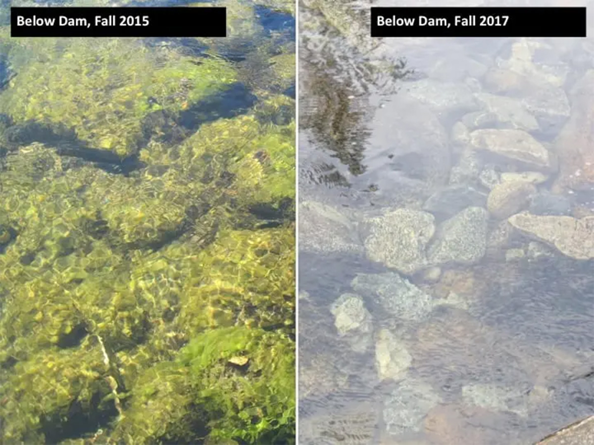 Dams can help repair the rivers they disrupt