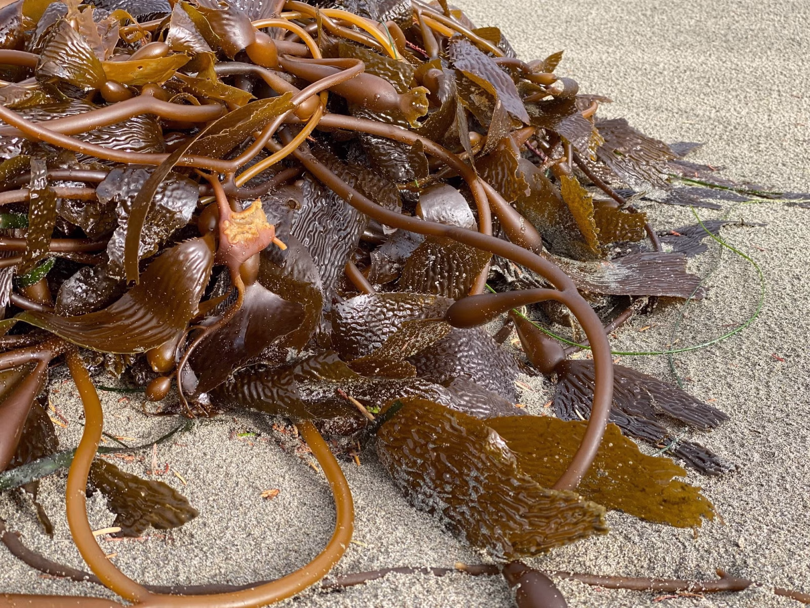 Kelp forests connected to sandy beach food webs
