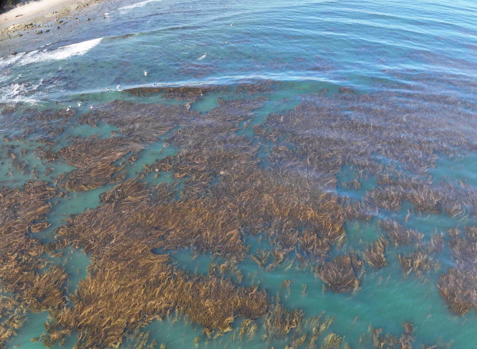 Kelp forests connected to sandy beach food webs