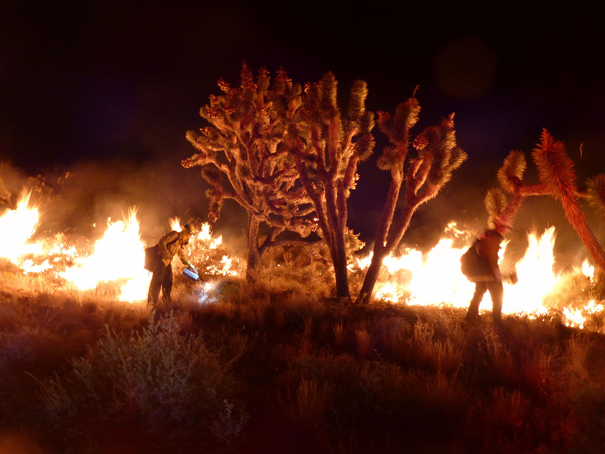 Megafire kills Joshua trees, but not fungi