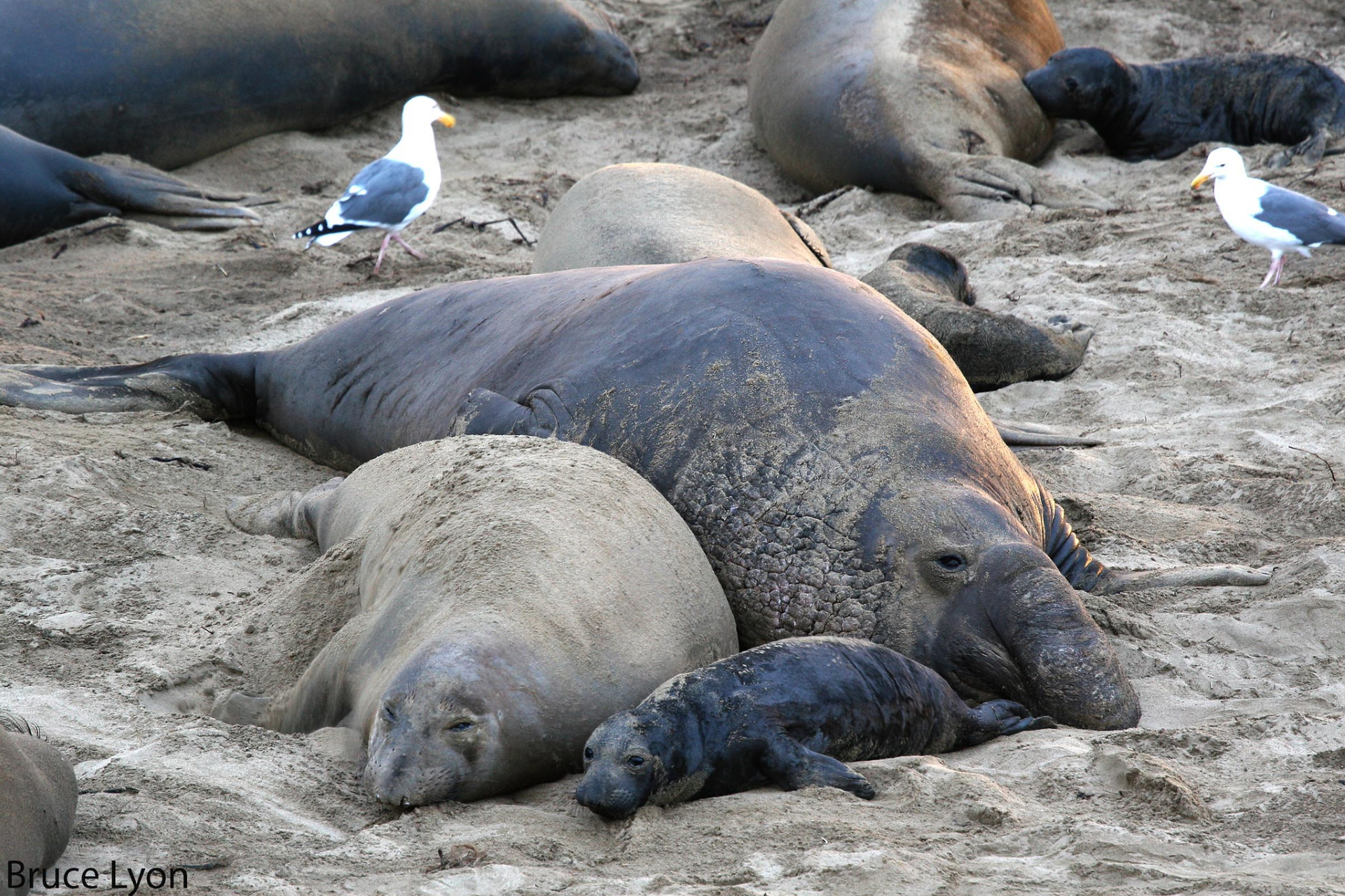 Elephant seal males and females diverge in shape and size early on 1