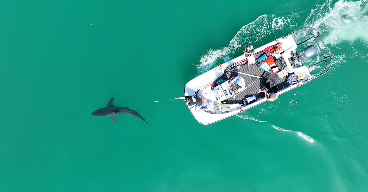 Juvenile great white sharks fled their nursery during Tropical Storm Hilary 1