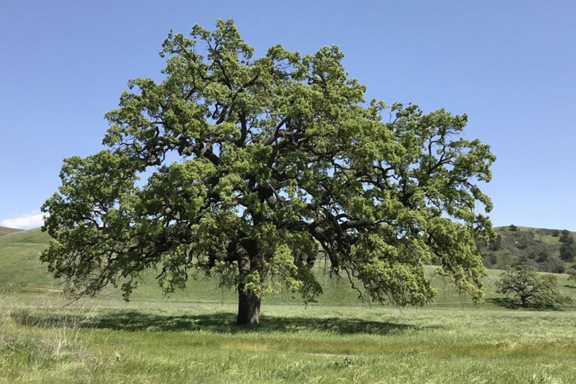 Valley Oak