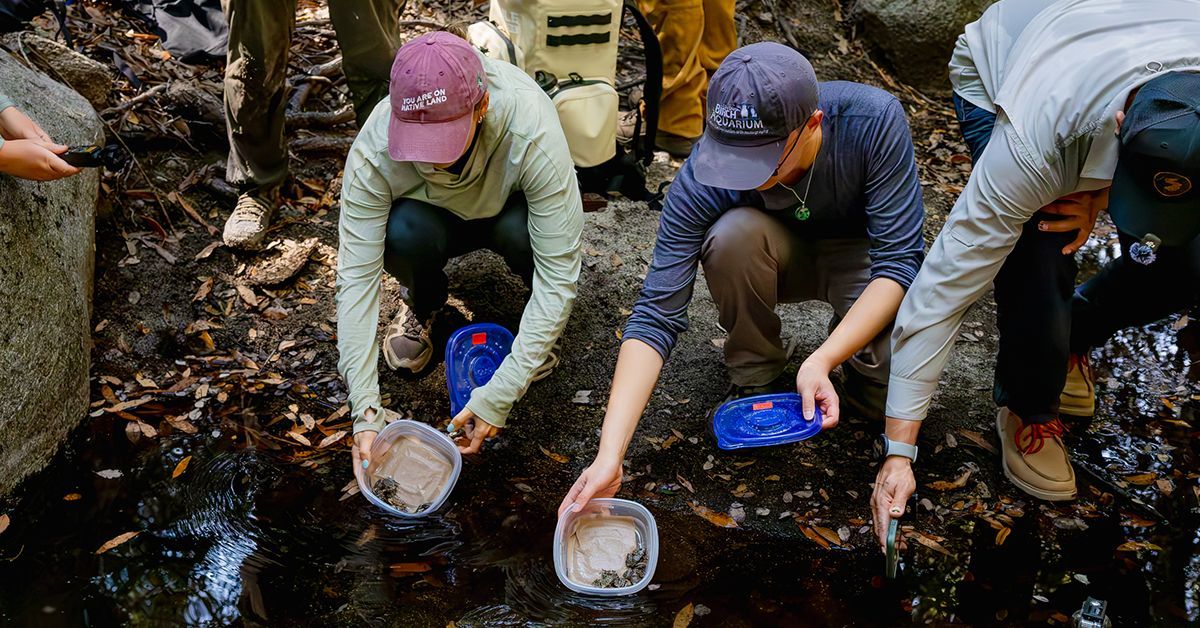 Endangered frogs released into the wild 1