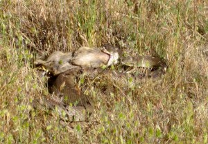 Snakes in the Grass 1 Snakes in the Grass 1