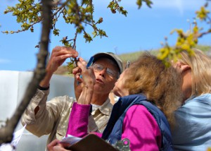 Citizen Science 1 Sedgwick Phenology