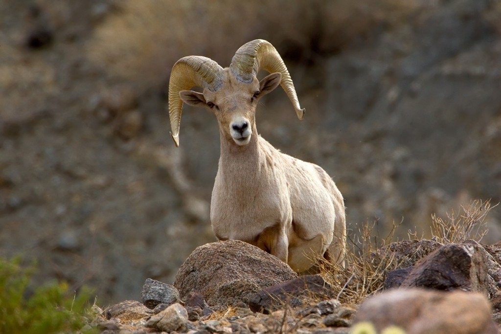 Biosphere Reserves 3 Bighorn sheep