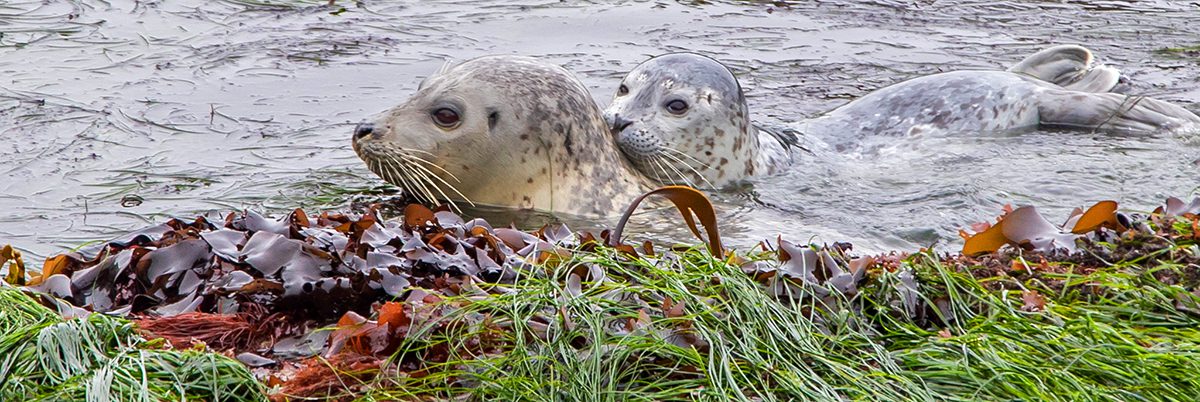 Biosphere Reserves 2 harborsealmumandpup