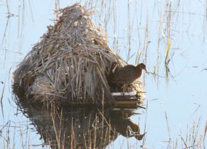 Citizen Science 2 clapper rail