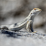 Community Leadership 2 fringe-toedlizard