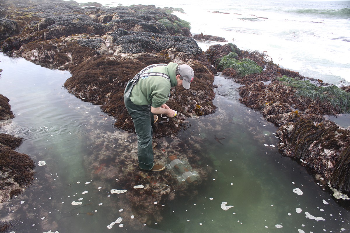ocean acidification
