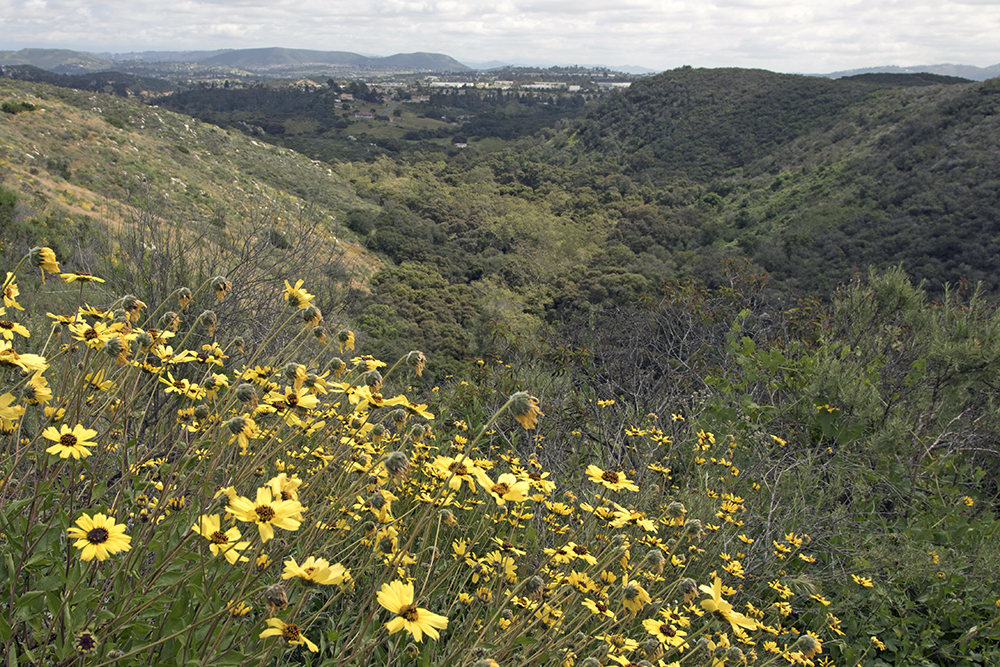 Dawson Los Monos Canyon Reserve protects the watershed of Agua Hedionda Creek.
