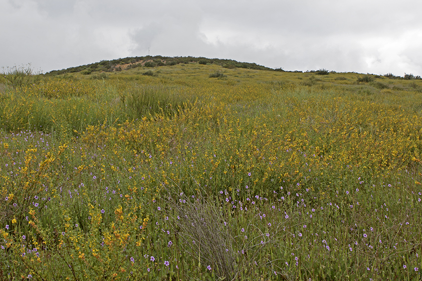 Spring wildflowers at Elliot Chaparral Reserve