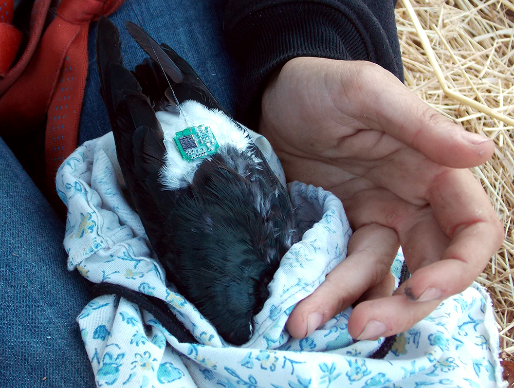 Solar tags illuminate woodpecker ways 3 solar tags