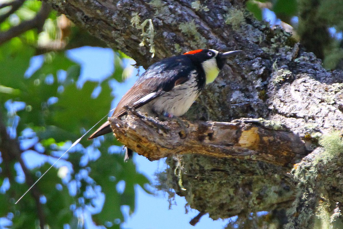 Solar tags illuminate woodpecker ways 1 solar tags