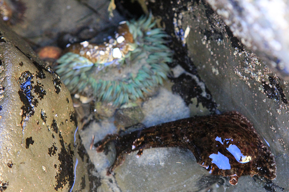 Tidepools at Scripps Coastal Reserve shelter species such as the giant green anemone and sea hare